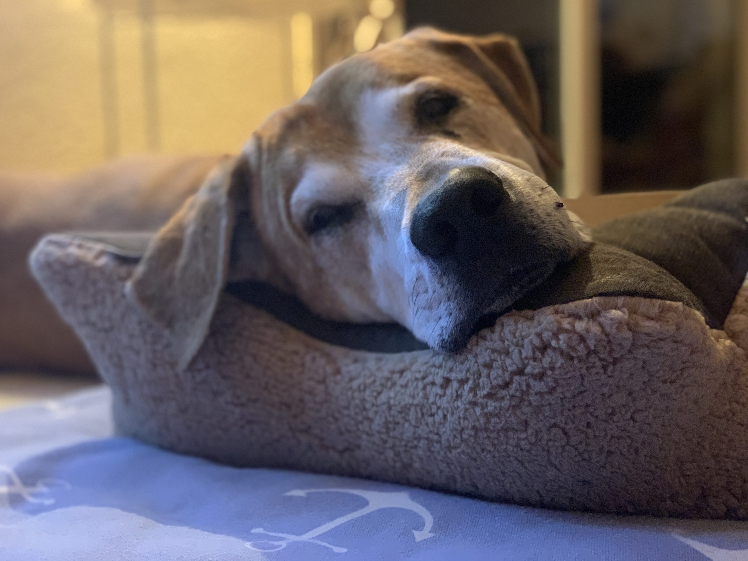 *Tierheim Roggendorf BendsonKissen für Hunde ZABELLO